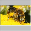 Colletes fodiens - Seidenbiene w001e 8mm - OS-Wallenhorst-Sandgrube-det.jpg